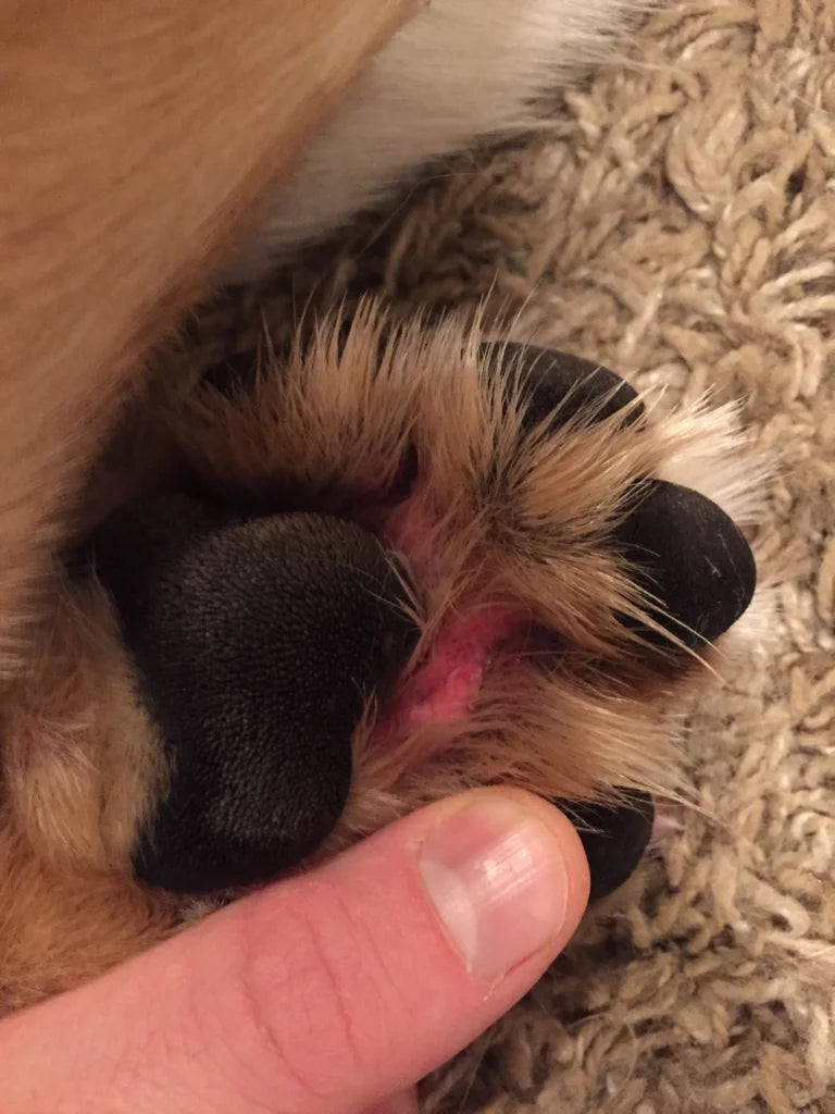 Read This Now; Your Dog’s Paw-Biting Is a Warning Sign